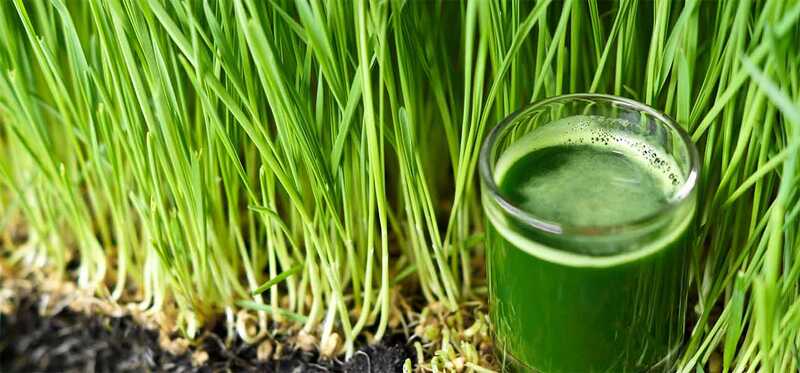 5 migliori benefici del Succo di Wheatgrass per la pelle, i capelli e la salute