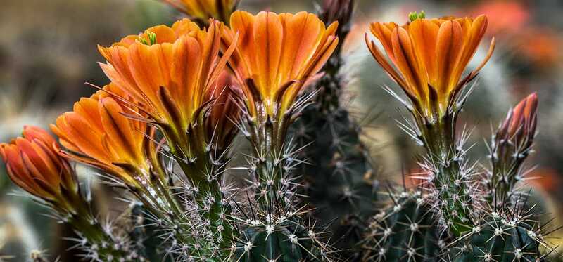 6 meravigliose bellezze e benefici per la salute dei fiori di cactus