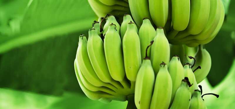 8 benefici e usi incredibili di banane verdi