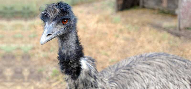L'olio di Emu aiuta a crescere i capelli?