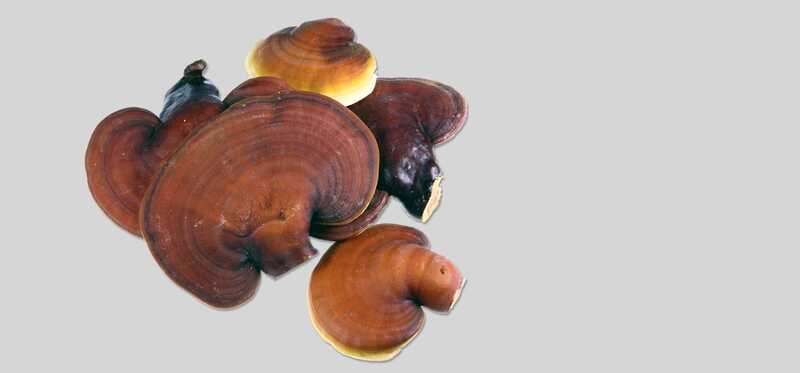 20 incredibili benefici per la salute dei funghi Ganoderma