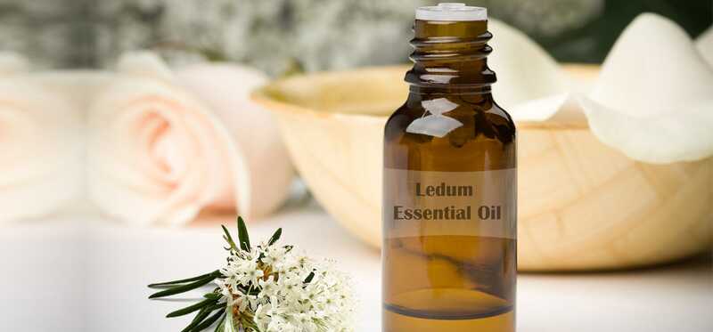 10 vantaggi sanitari eccezionali dell'olio essenziale di Ledum