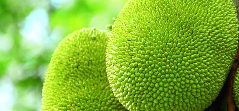 13 vantaggi incredibili di Jackfruit (Kathal)
