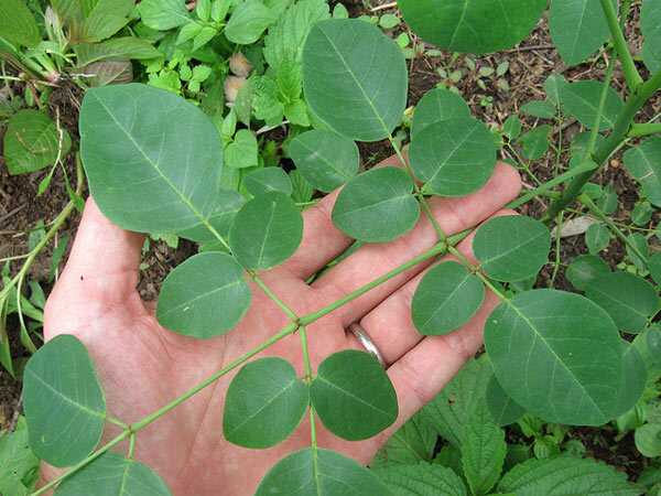 30 vantaggi incredibili della pianta Moringa (Sahijan) per la pelle, i capelli e la salute