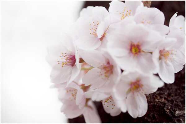 Top 15 fiori di ciliegio più belli