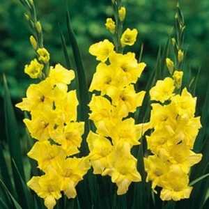 Top 15 Fiori Gladiolus più belli
