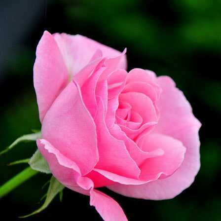 25 rose rosa più belle