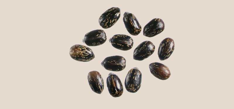 15 incredibili benefici per la salute e gli usi di Castor Seeds (Arand Ke Beej)