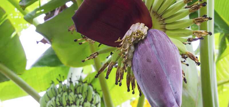 7 incredibili benefici per la salute dei fiori di banana