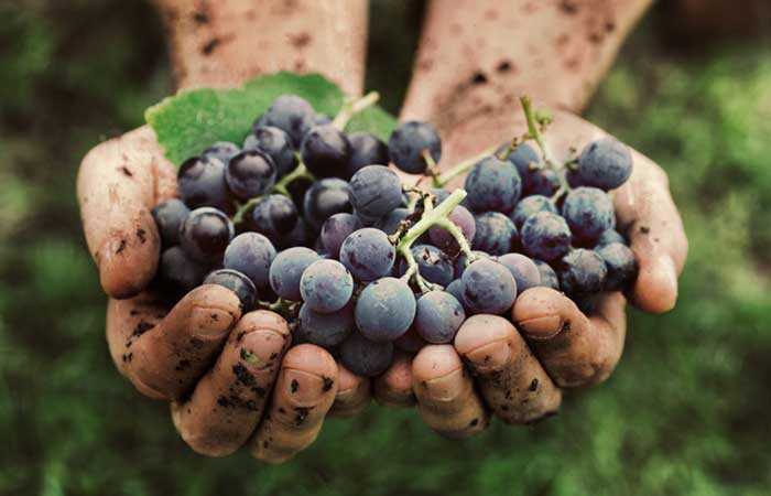 20 benefici dell'uva (Angoor) per la pelle, i capelli e la salute