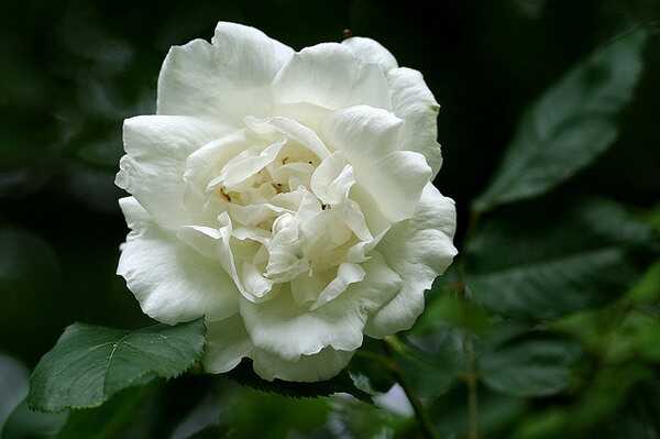 Top 10 Rose Bianche più belle