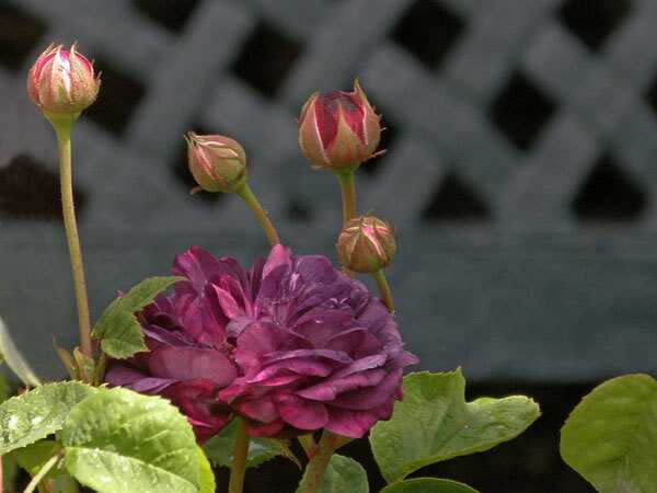 Top 10 più belle Rose Viola