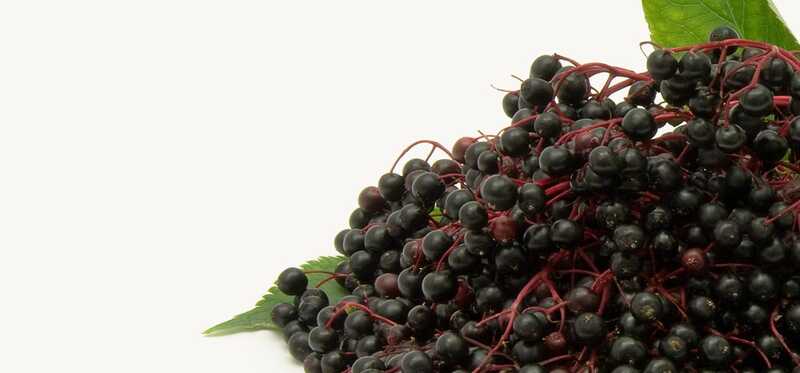 5 incredibili benefici per la salute di Elderberries