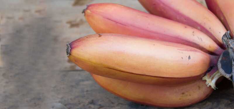 15 incredibili benefici per la salute della banana rossa