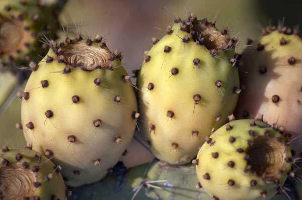 5 incredibili benefici per la salute dei frutti saguaro