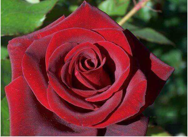 7 rose nere più belle