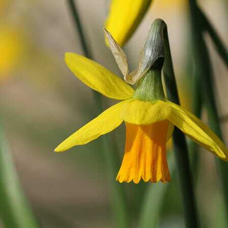 Top 25 Fiori Daffodil più belli