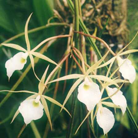 Top 25 bellissimi fiori Orchid