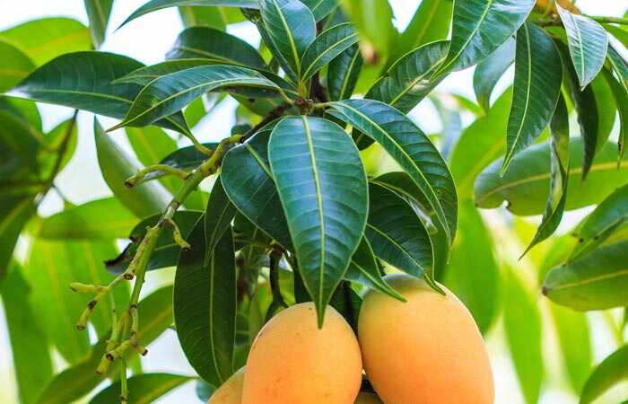 10 benefici incredibili e gli usi dei fogli di mango (Aam Ke Patte)