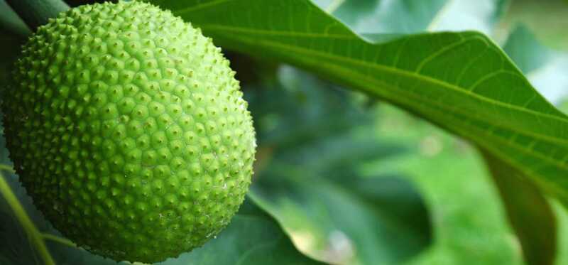 10 vantaggi straordinari di Breadfruit (Bakri Chajhar) per la pelle, i capelli e la salute