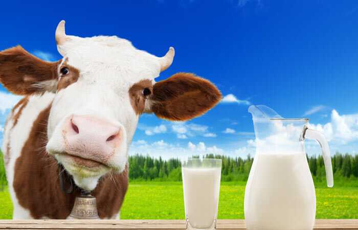 Vantaggi del latte della mucca secondo Ayurveda