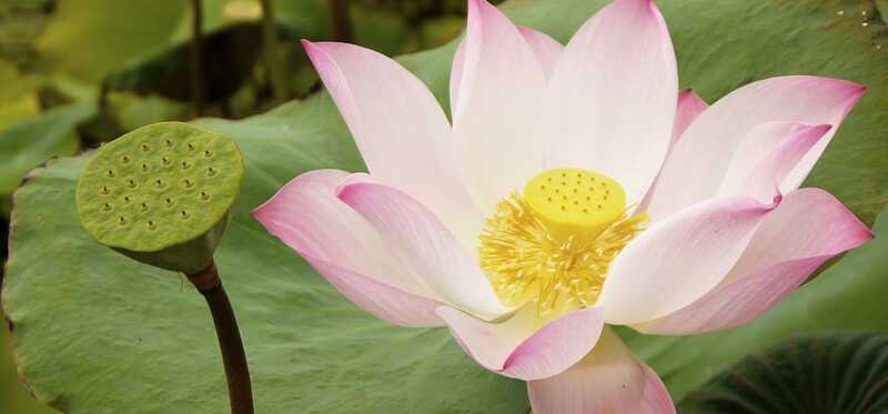 23 vantaggi straordinari di Lotus (Nelumbo Nucifera) per la pelle, i capelli e la salute