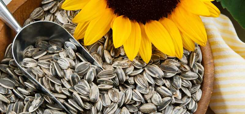 34 benefici incredibili dei semi di girasole (Surajmukhi Ke Beej) per la pelle, i capelli e la salute