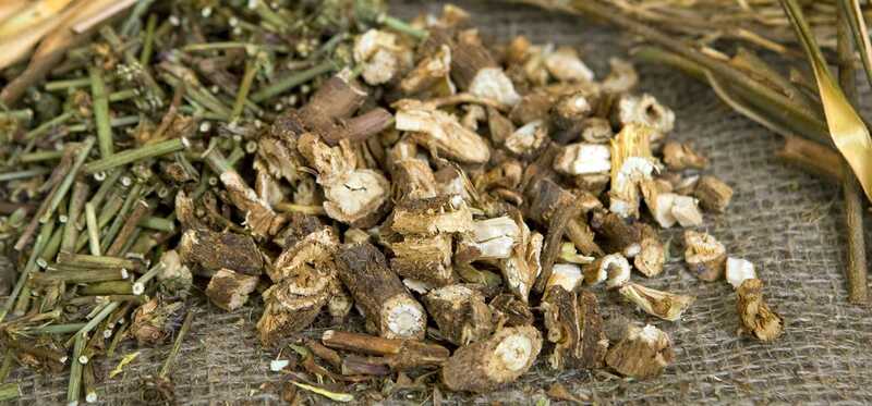 10 bedste sundhedsmæssige fordele af cikorie Root