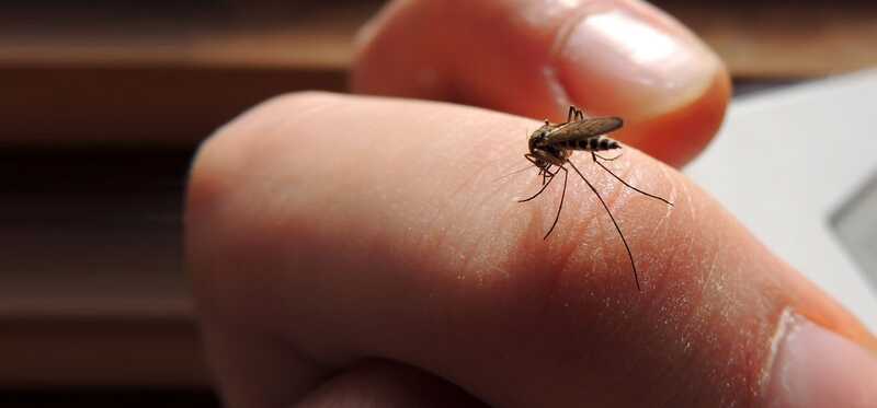 20 effektive hjemmemekanismer til mosquito bites