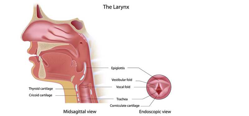 10 effektive hjem retsmidler for at slippe af med laryngitis