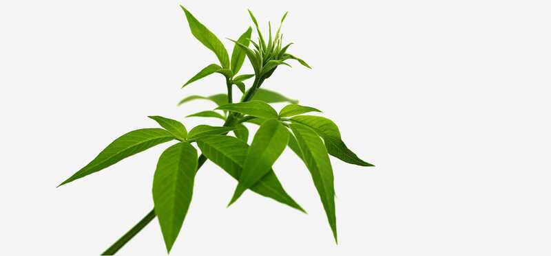 16 benefícios incríveis da árvore casta de cinco folhas para a pele, cabelo e saúde