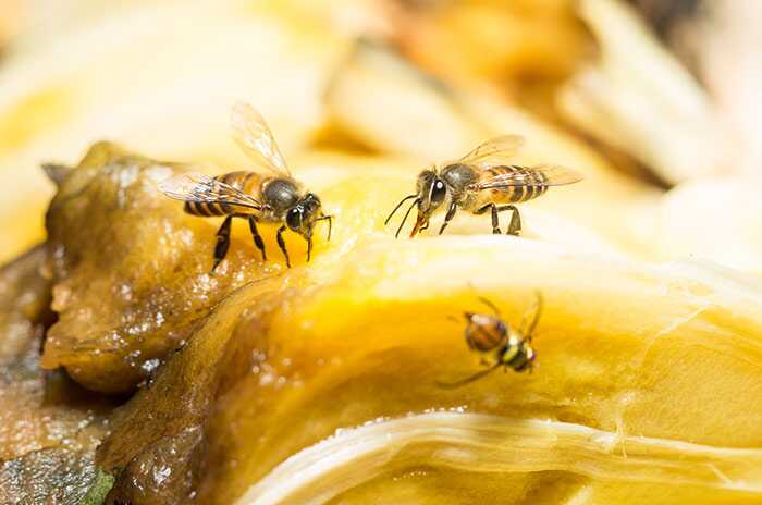 Hvordan slippe af med Fruit Flies Fast