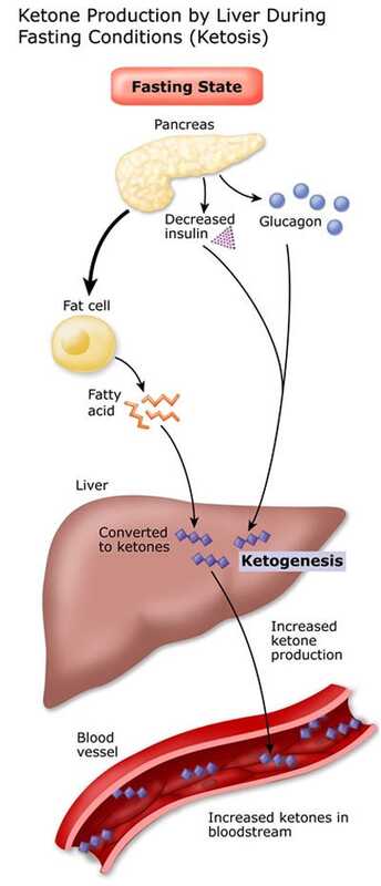 Ako schudnúť tým, že dosiahnete optimálnu ketózu