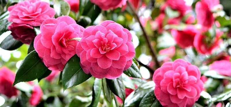Top 15 najkrajších kvetín Camellia