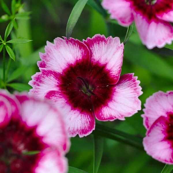 7 smukkeste Carnation Flowers