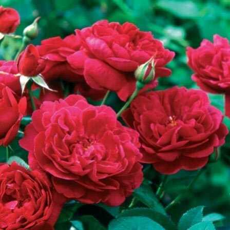 Top 25 najkrajších červených ruží