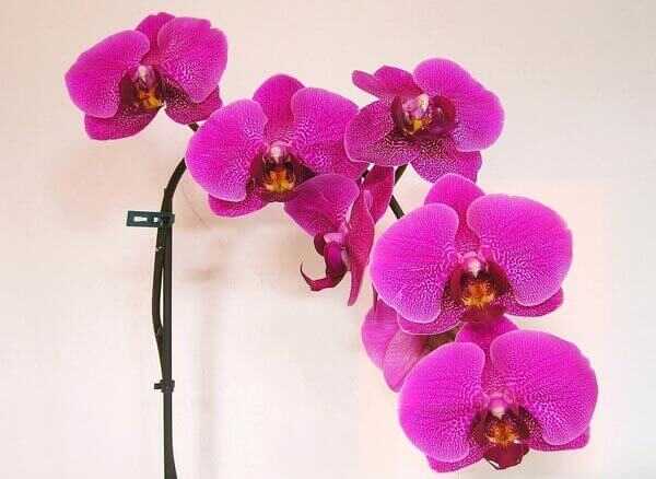 Top 10 najkrajšie fialové kvety