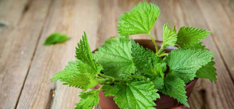 10 vedľajších účinkov Nettle Herb
