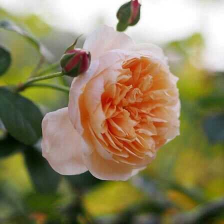 Top 10 smukkeste Orange Roses