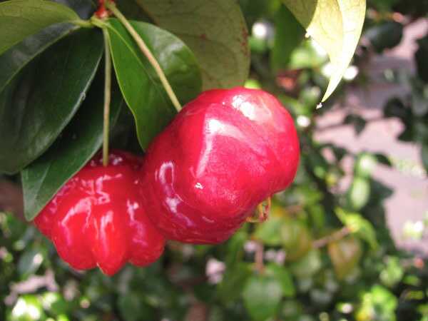 5 úžasné zdravie Surinam Cherries