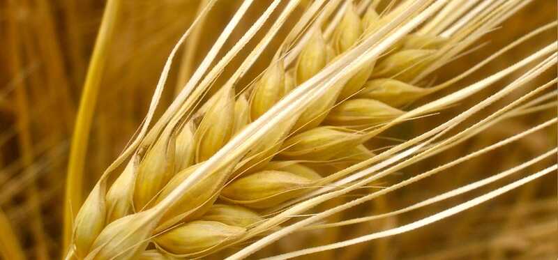 22 beste voordelen van Barley (Jau) voor huid, haar en gezondheid